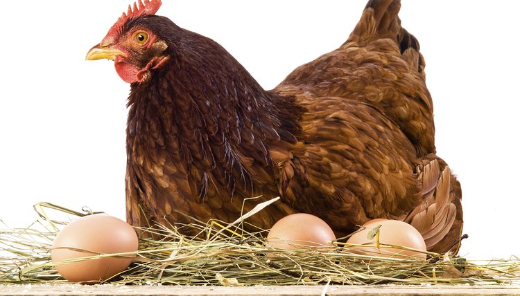 Višta laisvai laikomų vištų sodybos kieme